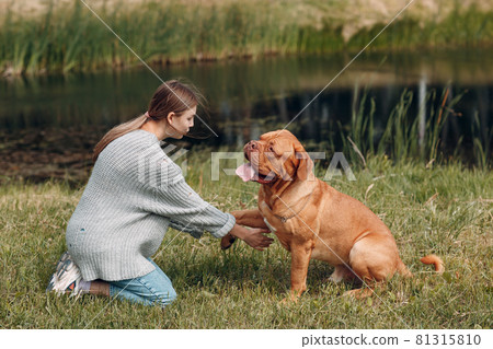 Dogue de Bordeaux or French Mastiff gives paw young woman at outdoor park 81315810