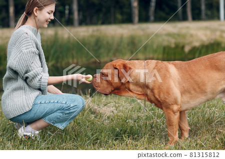 Dogue de Bordeaux or French Mastiff with young woman at outdoor park 81315812