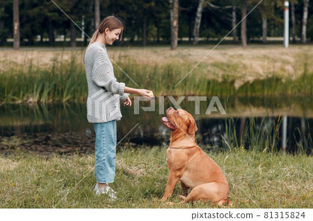 Dogue de Bordeaux or French Mastiff with young woman playing with ball at outdoor park 81315824