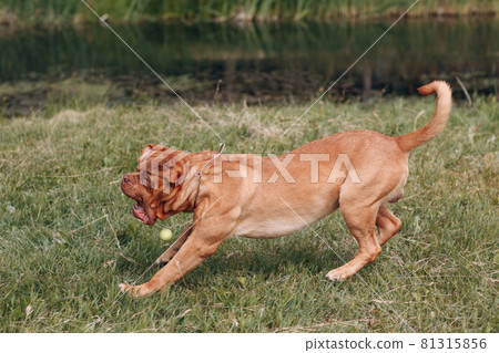 Portrait Dogue de Bordeaux. Dog mastiff pet. Portrait Dogue de Bordeaux. Dog mastiff pet. 81315856