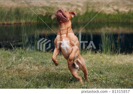 Jumping Dogue de Bordeaux. Dog mastiff pet. 81315857