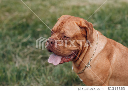 Portrait profile Dogue de Bordeaux. Dog mastiff pet. 81315863