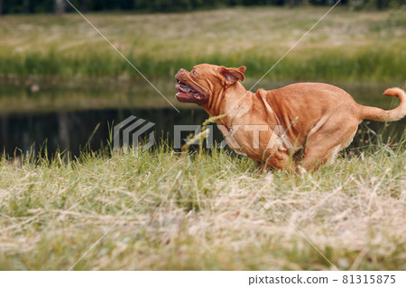 Portrait running Dogue de Bordeaux. Purebred French Mastiff dog. Portrait running Dogue de Bordeaux. Purebred French Mastiff dog. 81315875