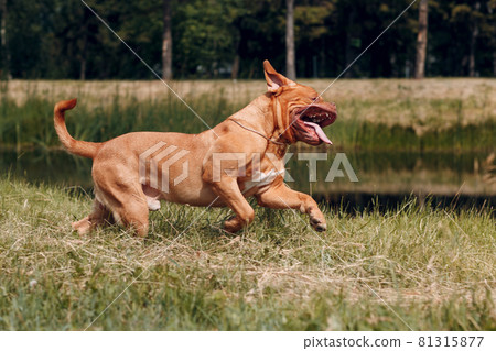 Portrait running Dogue de Bordeaux. Dog mastiff pet. Portrait running Dogue de Bordeaux. Dog mastiff pet. 81315877