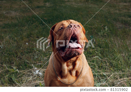Portrait Dogue de Bordeaux. Dog mastiff pet. Portrait Dogue de Bordeaux. Dog mastiff pet. 81315902