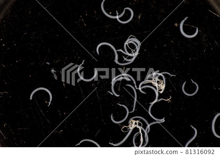 The study parasite or worms is a freshwater fish parasite in laboratory for education. The study parasite or worms is a freshwater fish parasite in laboratory for education. 81316092