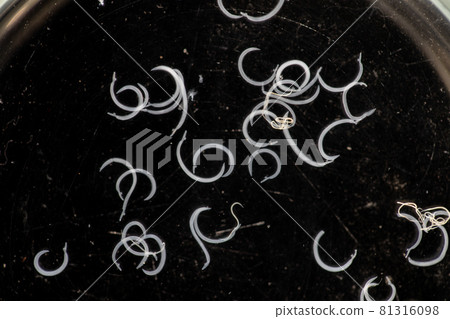 The study parasite or worms is a freshwater fish parasite in laboratory for education. 81316098