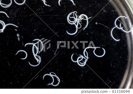 The study parasite or worms is a freshwater fish parasite in laboratory for education. 81316099