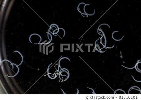 The study parasite or worms is a freshwater fish parasite in laboratory for education. 81316101