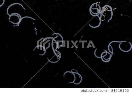 The study parasite or worms is a freshwater fish parasite in laboratory for education. 81316103