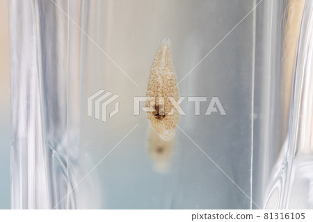 The study parasite or worms is a freshwater fish parasite in laboratory for education. 81316105