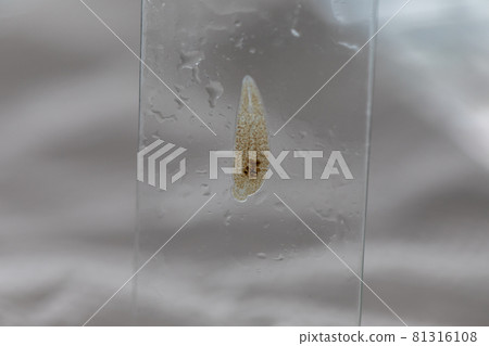 The study parasite or worms is a freshwater fish parasite in laboratory for education. The study parasite or worms is a freshwater fish parasite in laboratory for education. 81316108