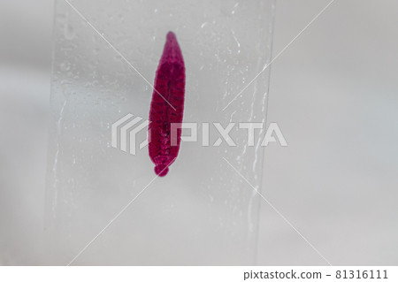 The study parasite or worms is a freshwater fish parasite in laboratory for education. The study parasite or worms is a freshwater fish parasite in laboratory for education. 81316111