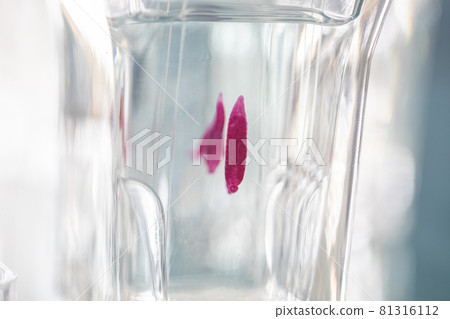 The study parasite or worms is a freshwater fish parasite in laboratory for education. 81316112
