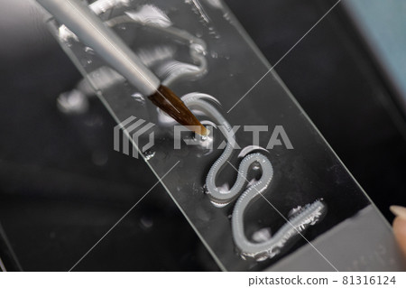 The study parasite or worms is a freshwater fish parasite in laboratory for education. The study parasite or worms is a freshwater fish parasite in laboratory for education. 81316124
