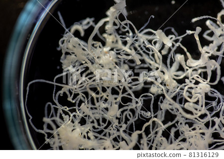 The study parasite or worms is a freshwater fish parasite in laboratory for education. The study parasite or worms is a freshwater fish parasite in laboratory for education. 81316129
