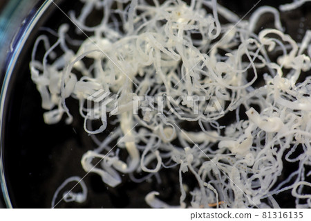 The study parasite or worms is a freshwater fish parasite in laboratory for education. The study parasite or worms is a freshwater fish parasite in laboratory for education. 81316135