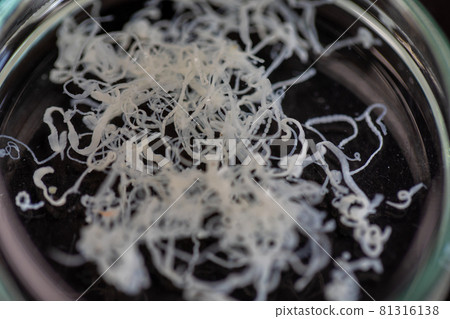 The study parasite or worms is a freshwater fish parasite in laboratory for education. 81316138