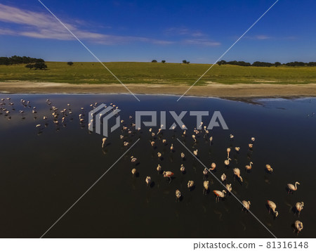 Flamingos in patagonia , Aerial View Flamingos in patagonia , Aerial View 81316148
