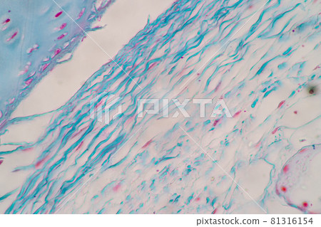 Characteristics of Columnar epithellum cell (Cell structure) of human under microscope view for education in laboratory. Characteristics of Columnar epithellum cell (Cell structure) of human under microscope view for education in laboratory. 81316154