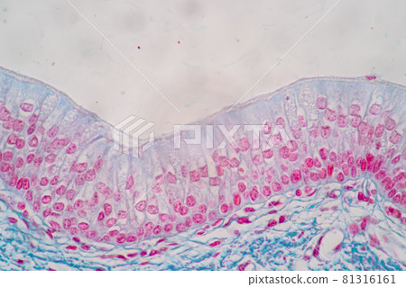 Characteristics of Columnar epithellum cell (Cell structure) of human under microscope view for education in laboratory. Characteristics of Columnar epithellum cell (Cell structure) of human under microscope view for education in laboratory. 81316161