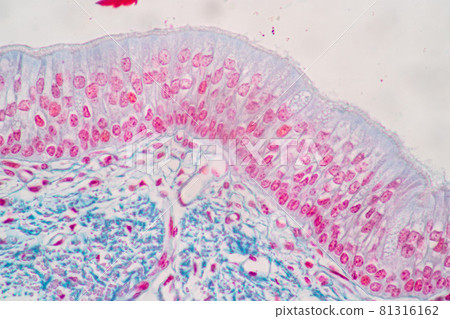 Characteristics of Columnar epithellum cell (Cell structure) of human under microscope view for education in laboratory. 81316162
