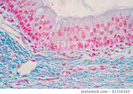 Characteristics of Columnar epithellum cell (Cell structure) of human under microscope view for education in laboratory. 81316163