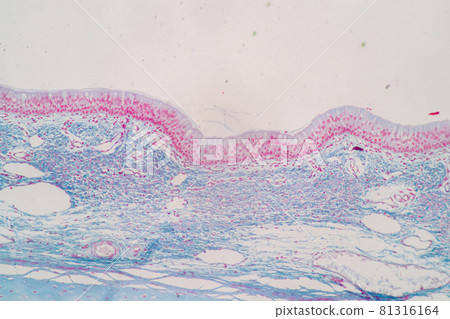 Characteristics of Columnar epithellum cell (Cell structure) of human under microscope view for education in laboratory. Characteristics of Columnar epithellum cell (Cell structure) of human under microscope view for education in laboratory. 81316164