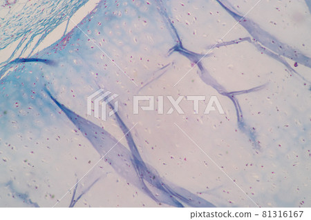 Characteristics of Columnar epithellum cell (Cell structure) of human under microscope view for education in laboratory. 81316167