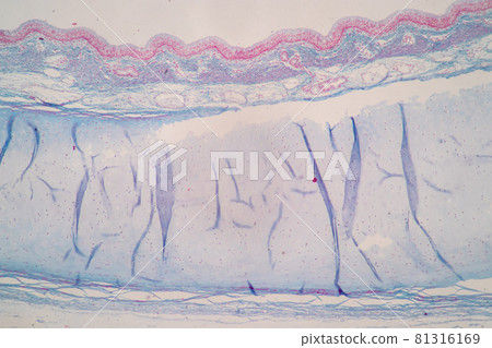 Characteristics of Columnar epithellum cell (Cell structure) of human under microscope view for education in laboratory. 81316169
