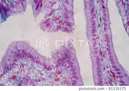 Characteristics of Columnar epithellum cell (Cell structure) of human under microscope view for education in laboratory. Characteristics of Columnar epithellum cell (Cell structure) of human under microscope view for education in laboratory. 81316175