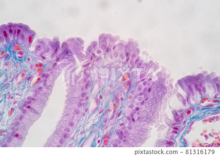 Characteristics of Columnar epithellum cell (Cell structure) of human under microscope view for education in laboratory. 81316179