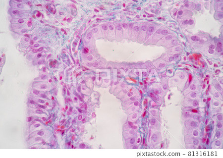 Characteristics of Columnar epithellum cell (Cell structure) of human under microscope view for education in laboratory. 81316181