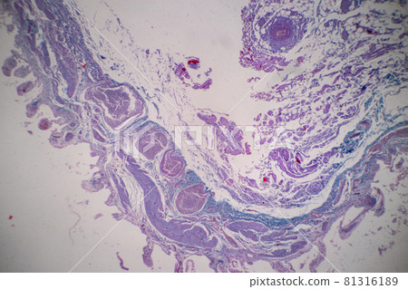 Characteristics of Columnar epithellum cell (Cell structure) of human under microscope view for education in laboratory. Characteristics of Columnar epithellum cell (Cell structure) of human under microscope view for education in laboratory. 81316189