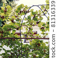 Trellis from the kiwi with numerous ripe fruits seen from below 81316339