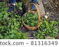 Picking nettles in a basket 81316349