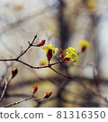 Blooming buds on a tree 81316350