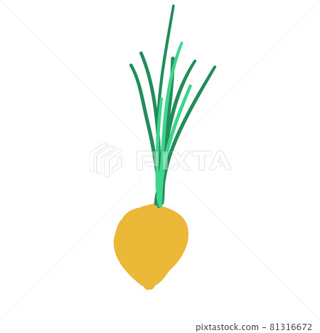 greens root onion doodle style vector element. handdraw illustration greens root onion doodle style vector element. handdraw illustration 81316672
