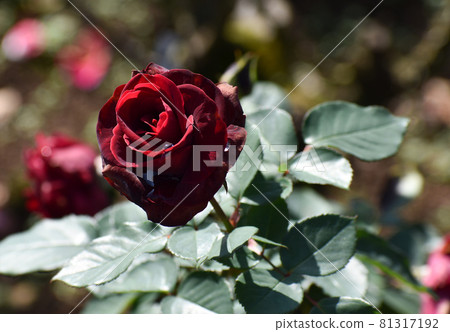 One crimson autumn rose 81317192