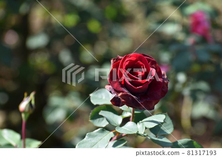 One crimson autumn rose 81317193