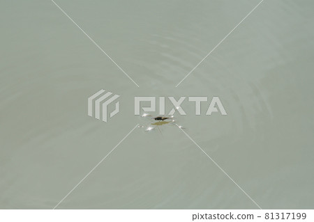 Water striders floating on the surface of the pond Water striders floating on the surface of the pond 81317199