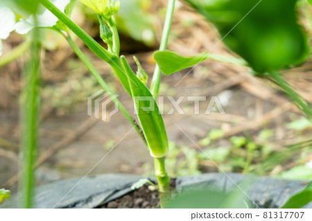Cultivation of summer vegetables okra Wet okra (July) Home garden 81317707
