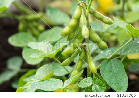 茶豆的栽培 濕綠豆（七月） 家庭菜園 81317709