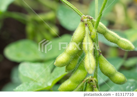 Cultivation of green soybeans (July) Home garden 81317710