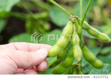 Cultivation and harvesting of tea beans Edamame (July) Home garden Men's hands Cultivation and harvesting of tea beans Edamame (July) Home garden Men's hands 81317712