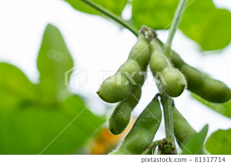 Cultivation of green soybeans (July) Home garden Aori 81317714