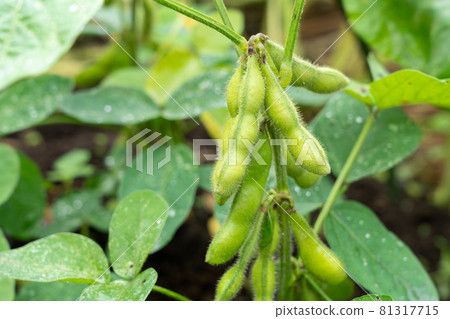 Cultivation of tea beans Wet green soybeans (July) Home garden 81317715