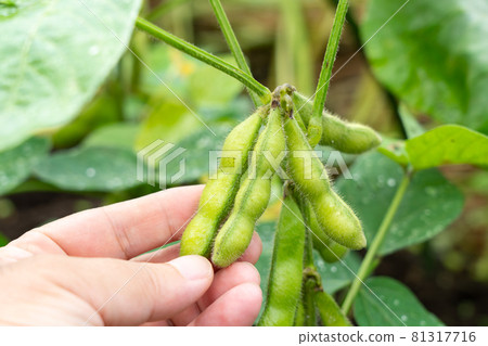 Cultivation and harvesting of tea beans Wet green soybeans (July) Home garden Men's hands 81317716