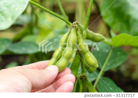 茶豆的栽培和收穫 濕綠豆（七月） 家庭花園 男士手 81317717