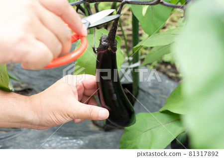 種夏菜茄子用剪刀收割的男人 7月 家庭菜園 照片素材 圖片 圖庫